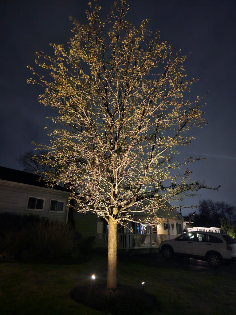 custom lighting installation for large tree